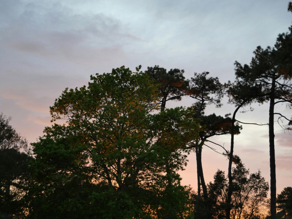 ferme bastebieille les landes 2