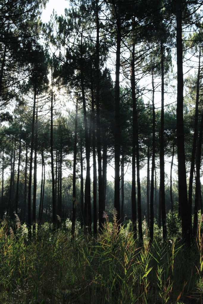 ferme bastebieille les landes