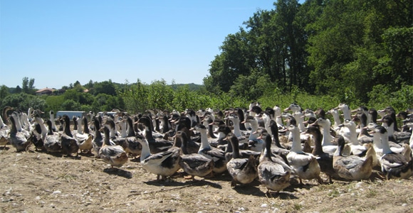 Producteur de foie gras