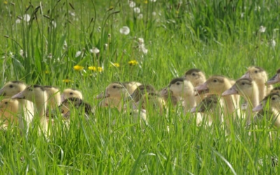 Ferme Bastebieille Foie Gras Landes Canards 1