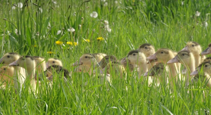 Ferme Bastebieille Foie Gras Landes Canards 1