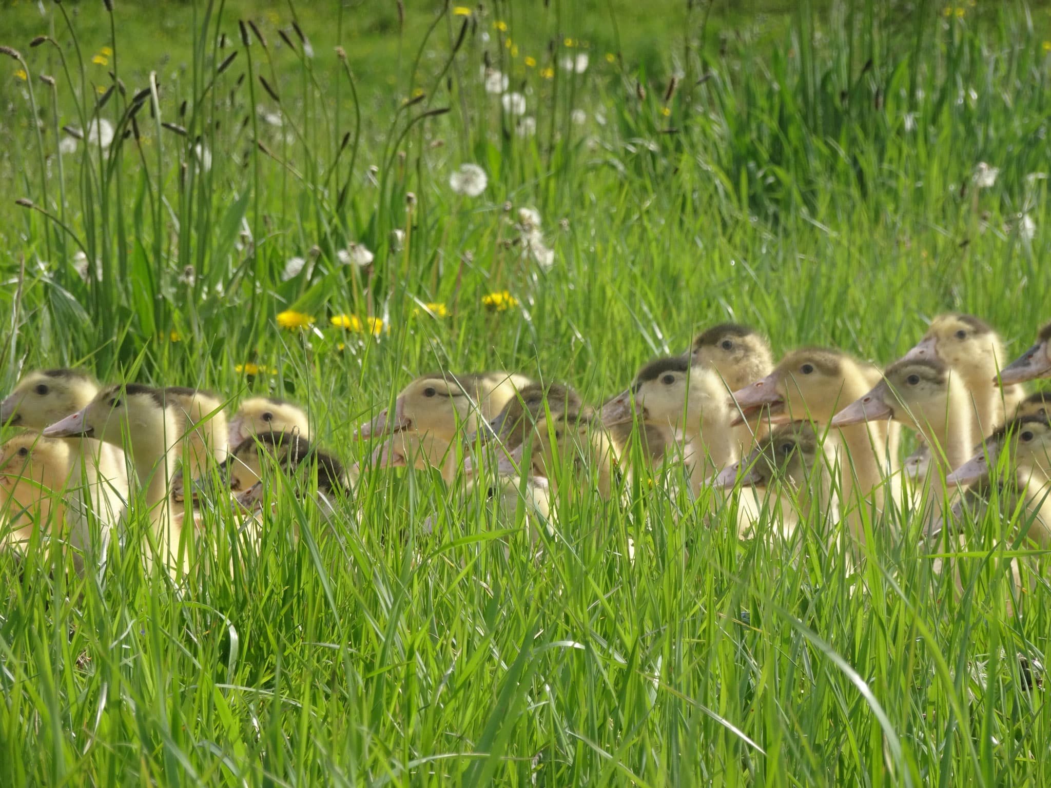 Quelle Est La Difference Entre Foie Gras De Canard Et Foie Gras D Oie Producteur Et Vente De Foie Gras Ferme Bastebieille